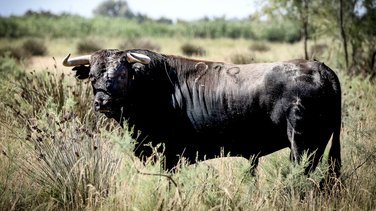 Corrida Lunel toro de Pagès-Mailhan (Photo Pierrick Charmasson)