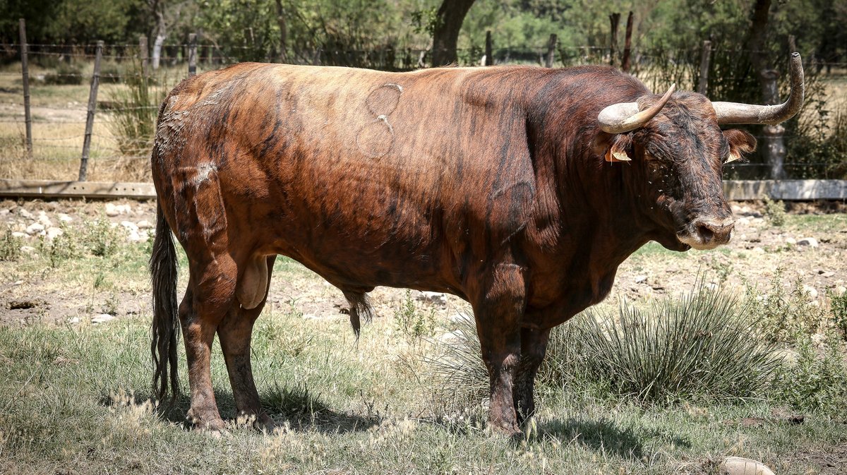 Corrida Lunel toro de Tardieu Frères (Photo Pierrick Charmasson)