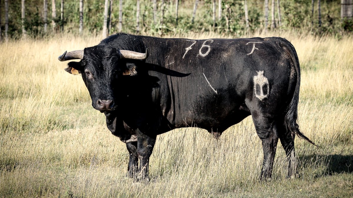 Corrida Lunel toro de Yonnet (Photo Pierrick Charmasson)