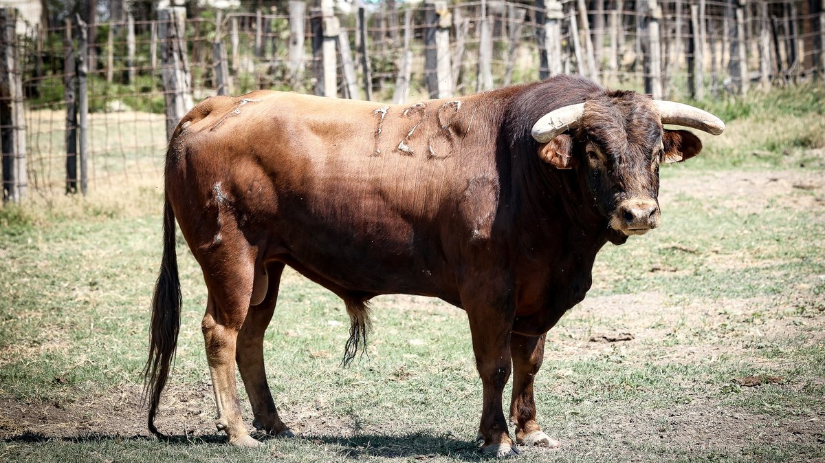 Corrida Lunel toro de Jalabert (Photo Pierrick Charmasson)