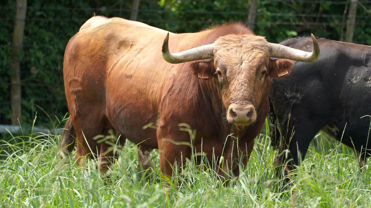 Corrida Lunel toro de Alain et Frédérique Tardieu (Photo Pierrick Charmasson)