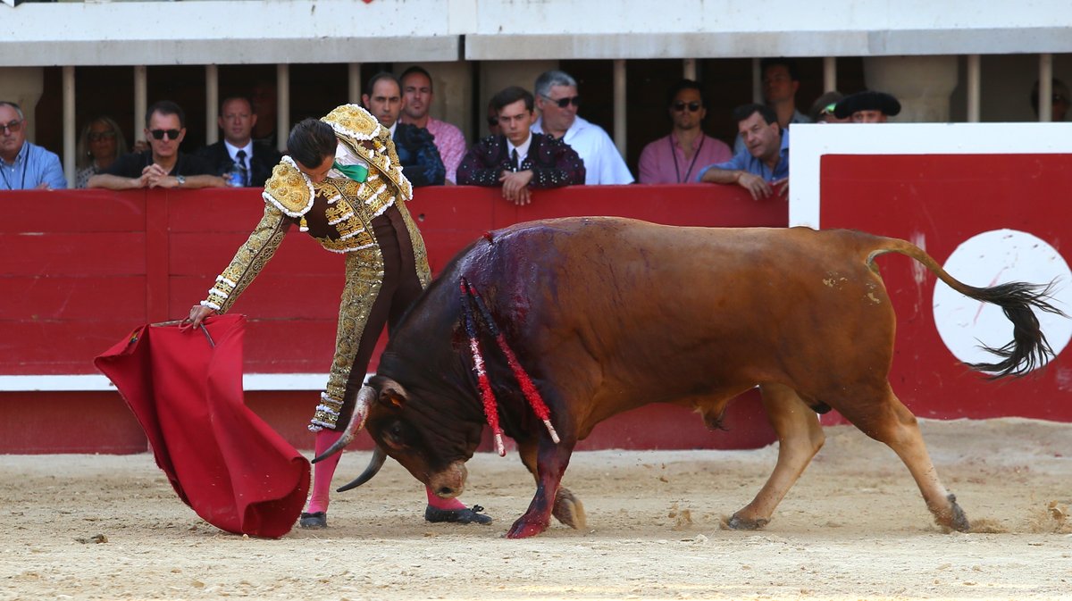 Corrida de Yonnet, Jalabert, Fernay, Pagès-Mailhan, San Sebastian, Tardieu frères, Alain et Frédérique Tardieu pour Andy Younes, Adriano, Dorian Canton, Tibo Garcia,  El Rafi, Carlos Olsina et Nino Julian (Photo Anthony Maurin)