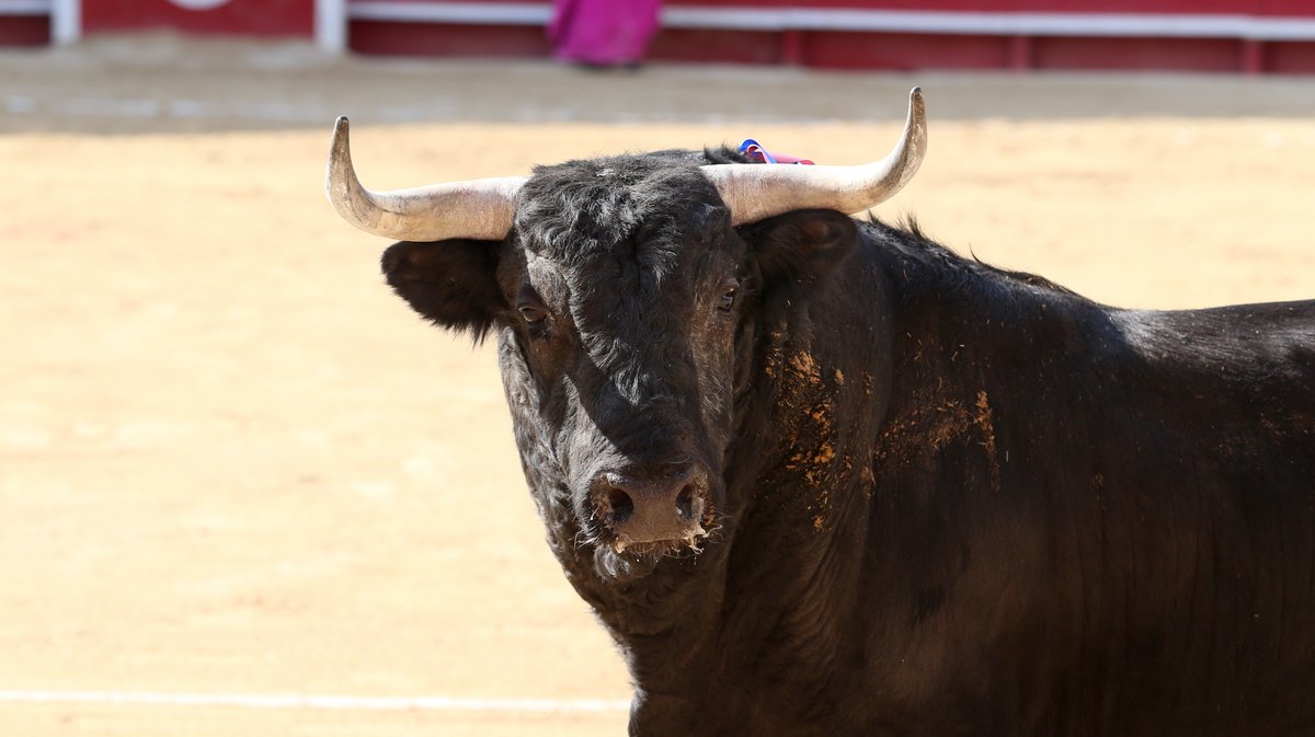 Corrida de Garcia Jimenez pour Sébastien Castella, Alejandro Talavante et Marco Perez (Photo Anthony Maurin)