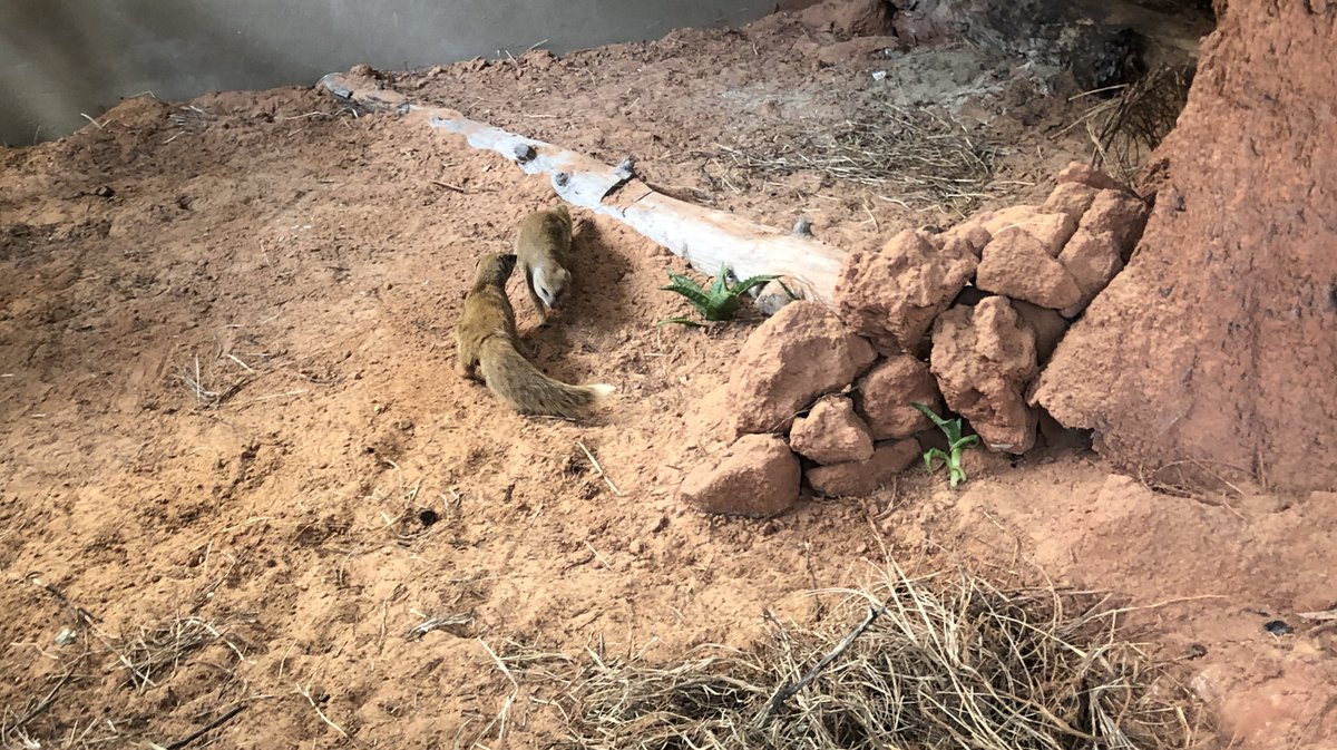 Mangoustes Jaunes qui viennent d'arriver à la Ferme aux Crocodiles