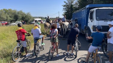 L'abrivado longue de Beaucaire (Photo Anthony Maurin)
