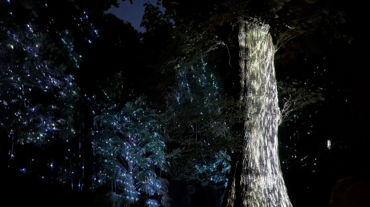 Arborescences Bambouseraie