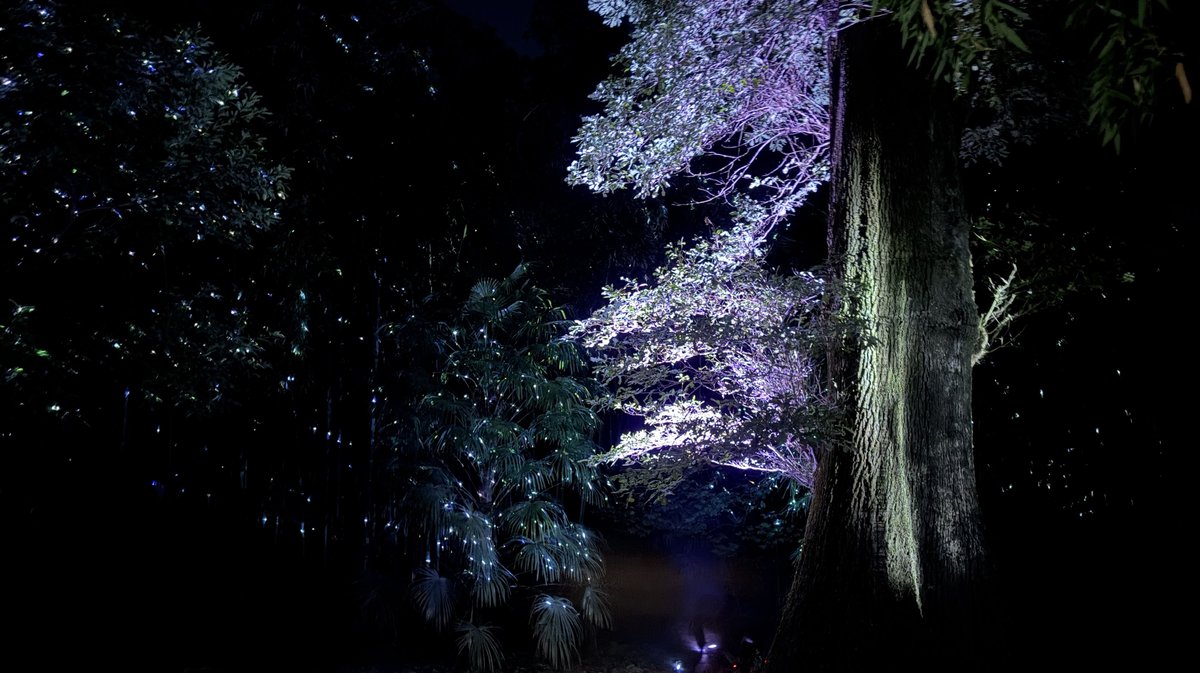 Arborescences Bambouseraie