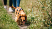 Chien, balade