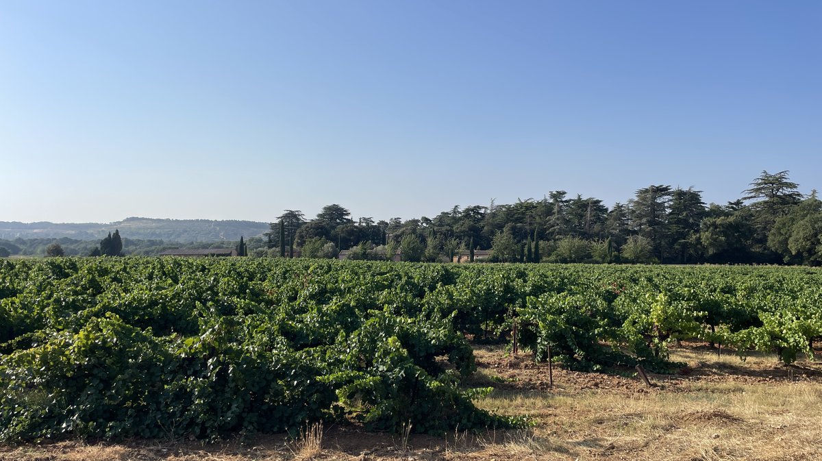 Massargues, village médiéval oublié, retrouvé, fouillé et étudié (Photo Anthony Maurin)