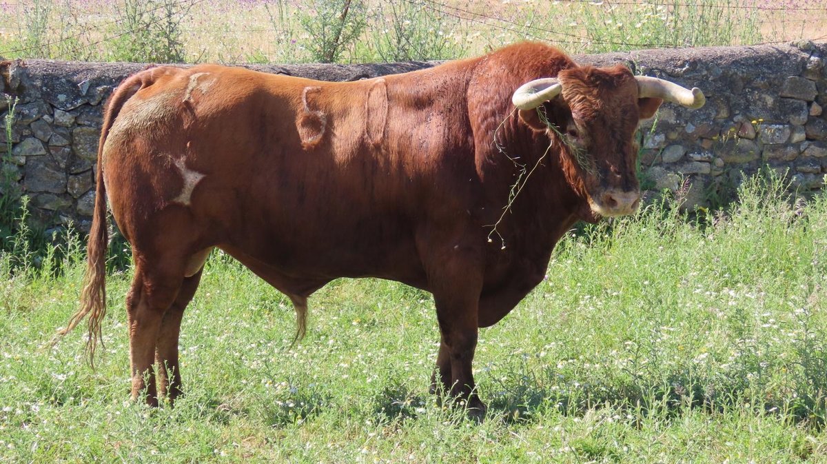 Un toro de Nuñez de Tarifa (Photo Arènes de Vauvert)