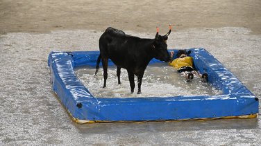 taureaux-piscines	Lunel