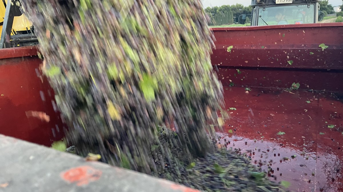 Vendanges 2026 (Photo Anthony Maurin)