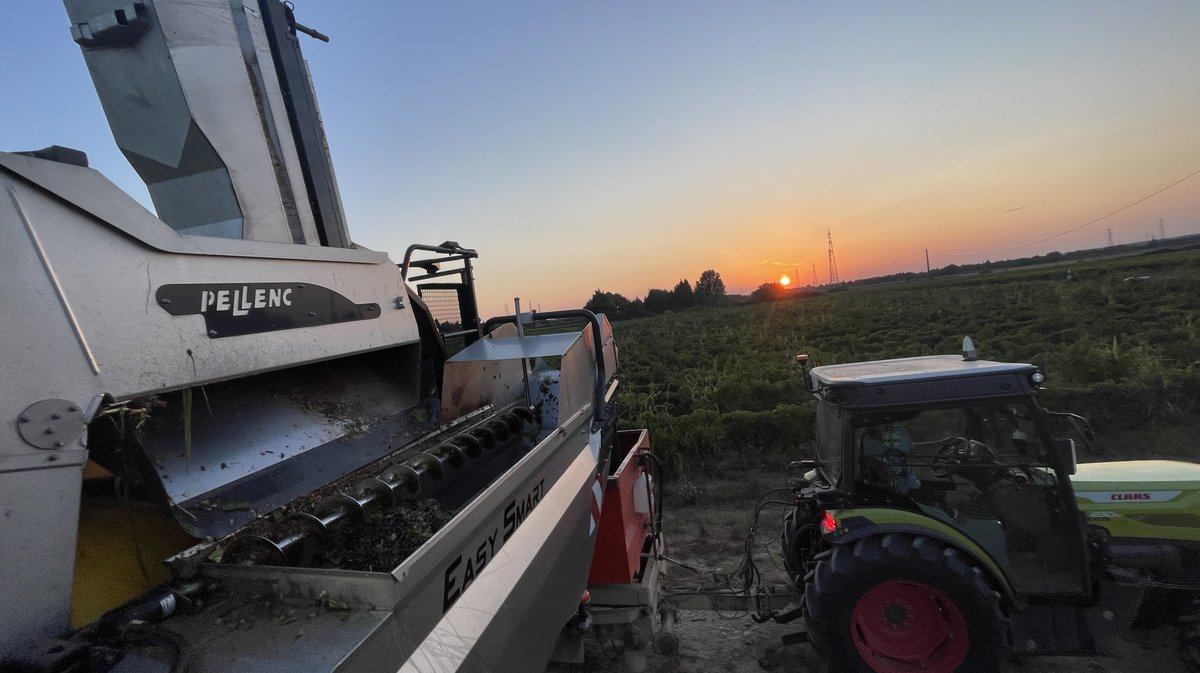 Vendanges 2026 (Photo Anthony Maurin)