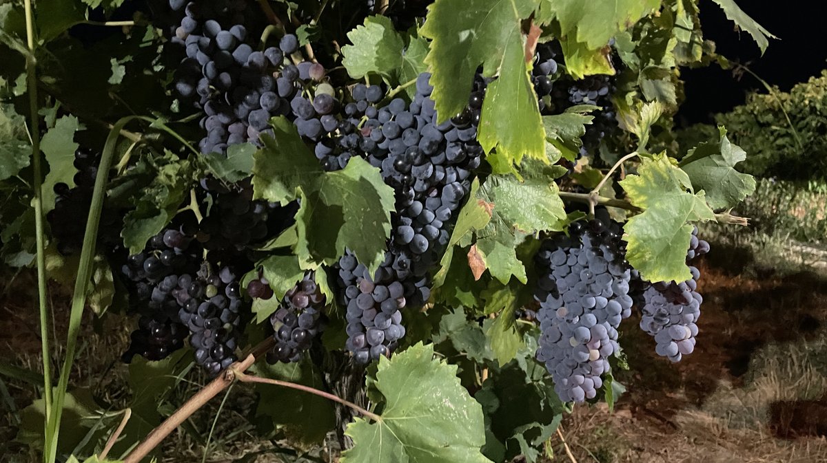 Vendanges 2026 (Photo Anthony Maurin)