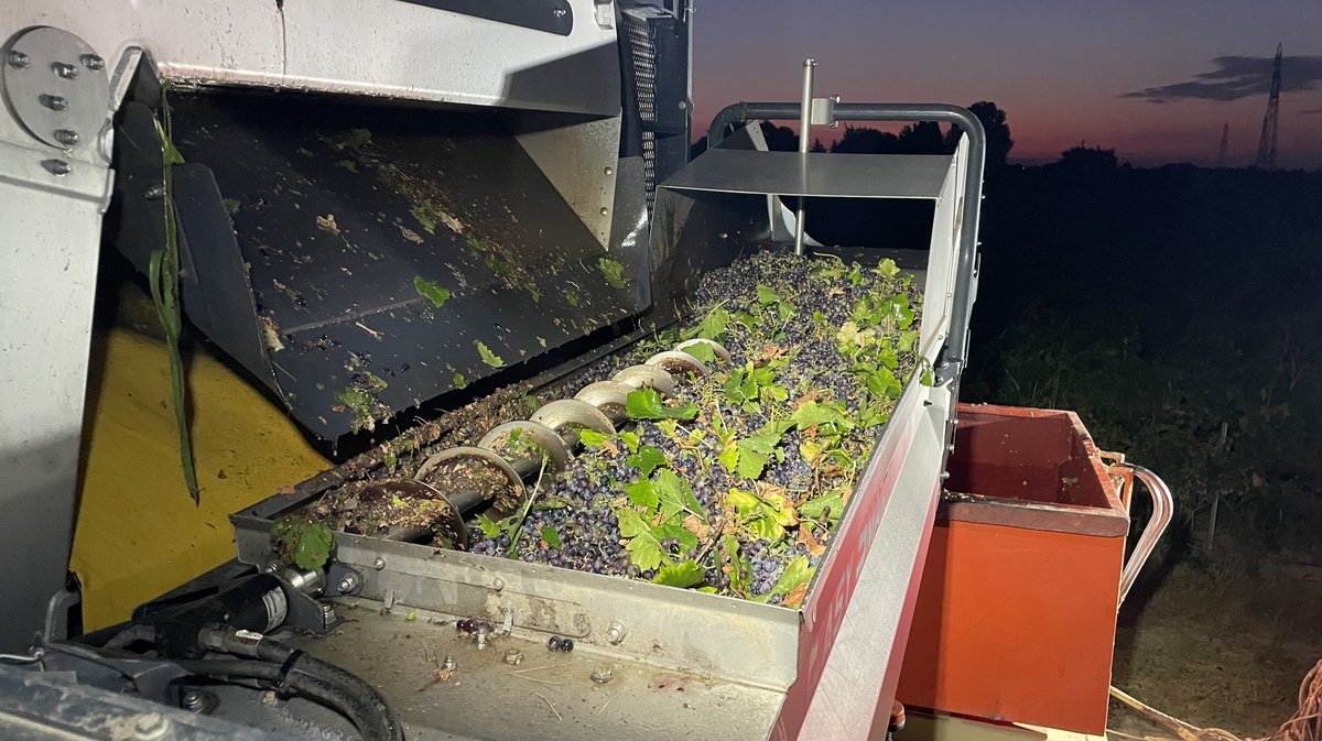 Vendanges 2026 (Photo Anthony Maurin)