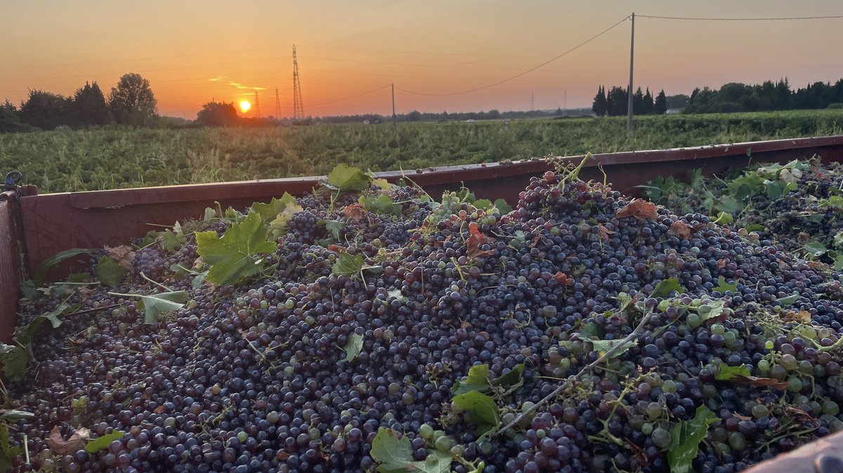 Vendanges 2026 (Photo Anthony Maurin)