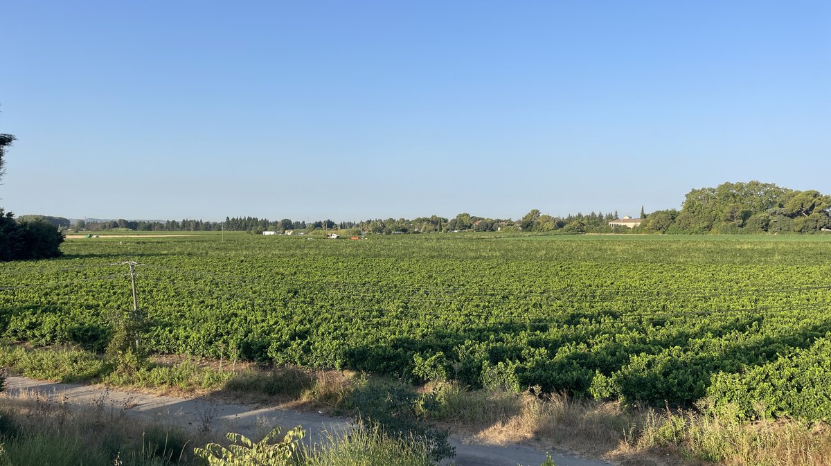 Vendanges 2026 (Photo Anthony Maurin)