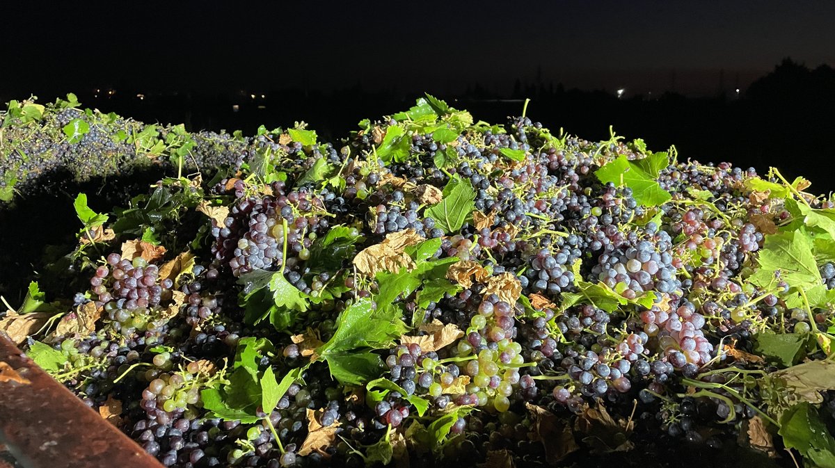 Vendanges 2026 (Photo Anthony Maurin)