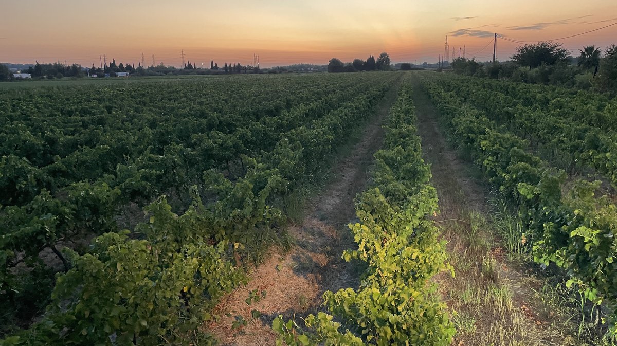 Vendanges 2026 (Photo Anthony Maurin)