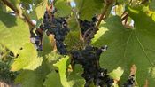 Vendanges 2026 (Photo Anthony Maurin)
