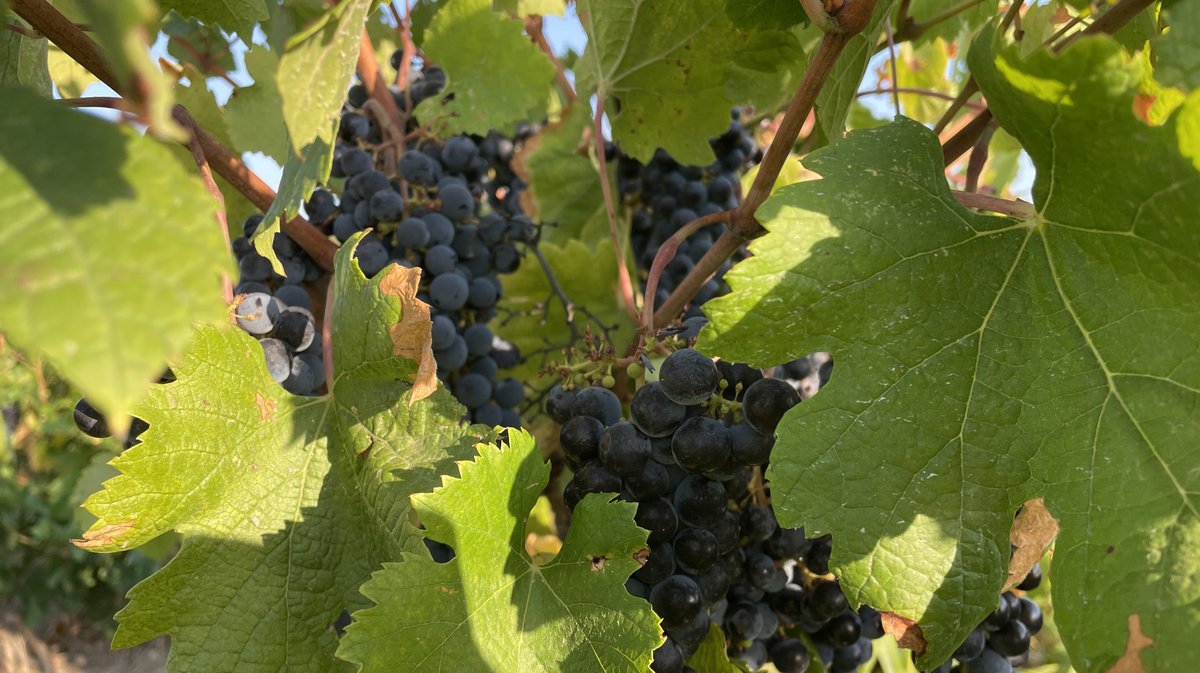 Vendanges 2026 (Photo Anthony Maurin)