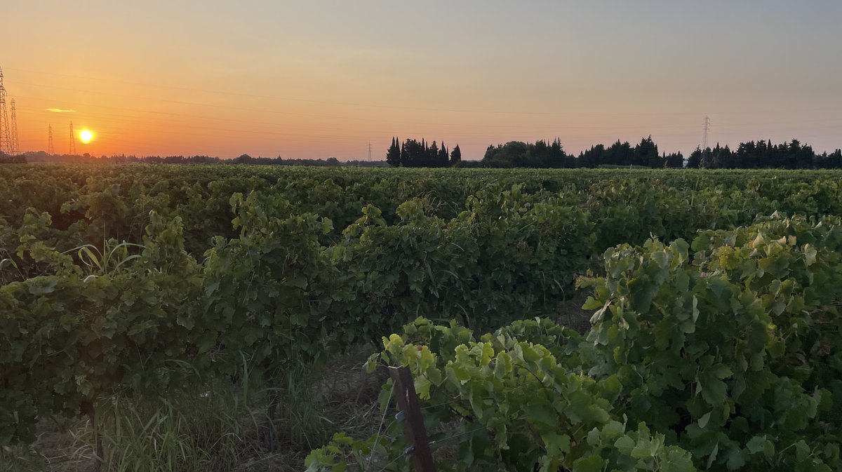 Vendanges 2026 (Photo Anthony Maurin)
