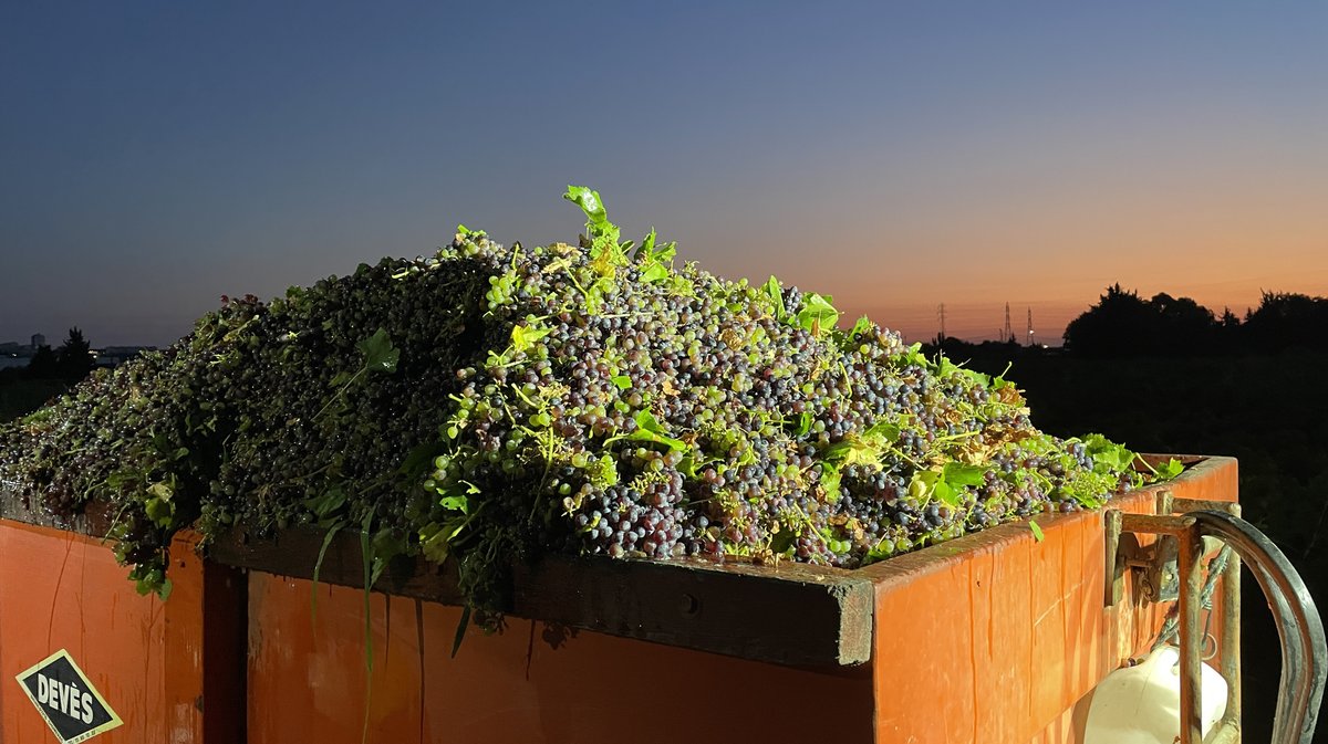 Vendanges 2026 (Photo Anthony Maurin)
