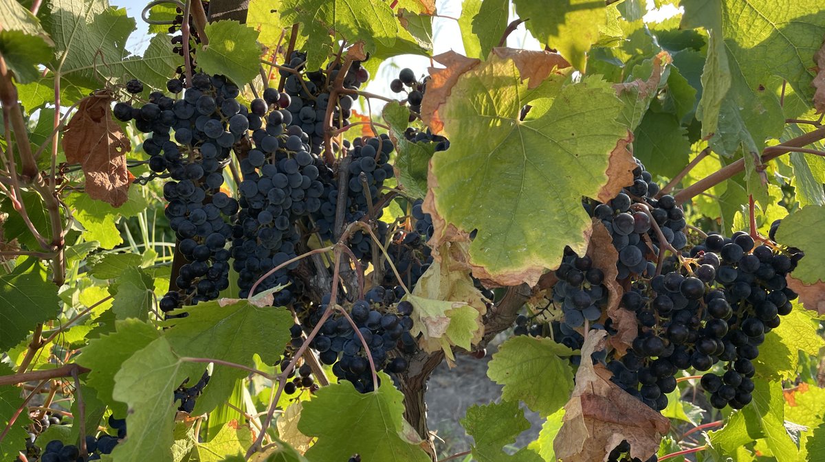 Vendanges 2026 (Photo Anthony Maurin)