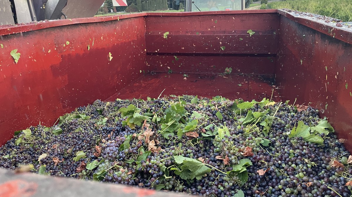 Vendanges 2026 (Photo Anthony Maurin)