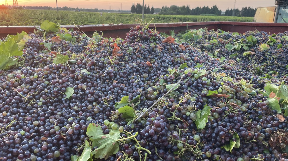 Vendanges 2026 (Photo Anthony Maurin)