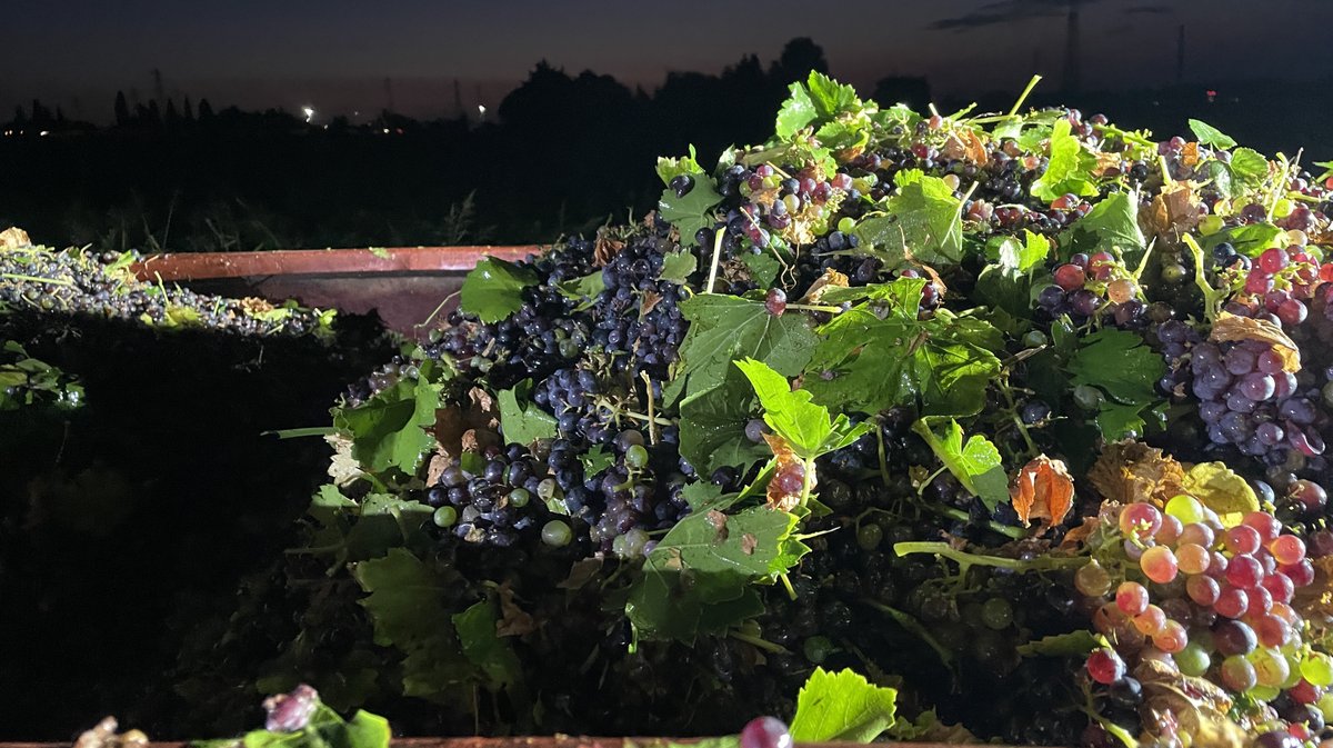 Vendanges 2026 (Photo Anthony Maurin)