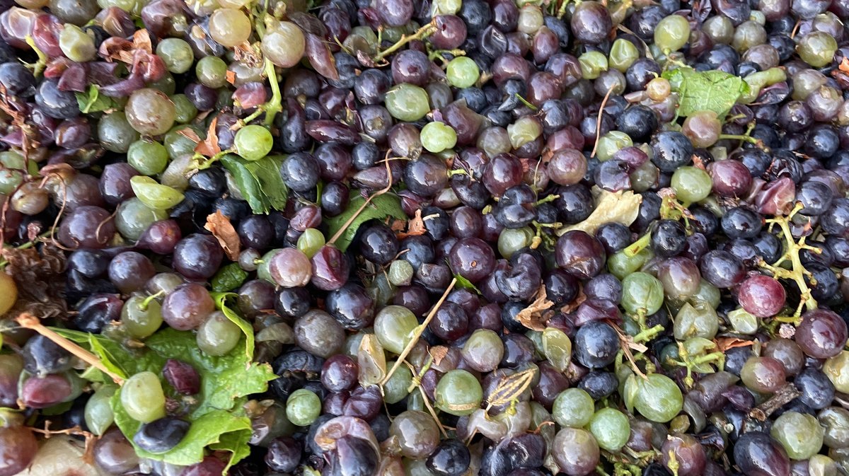 Vendanges 2026 (Photo Anthony Maurin)