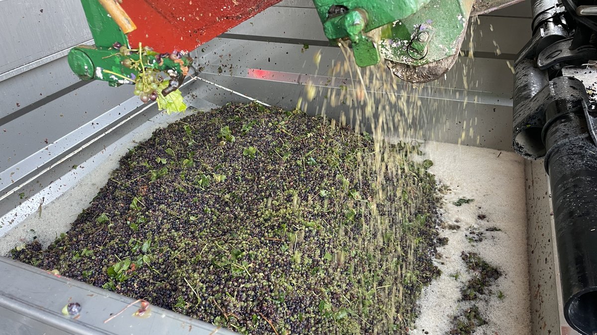 Vendanges 2026 (Photo Anthony Maurin)
