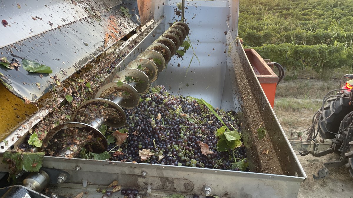 Vendanges 2026 (Photo Anthony Maurin)