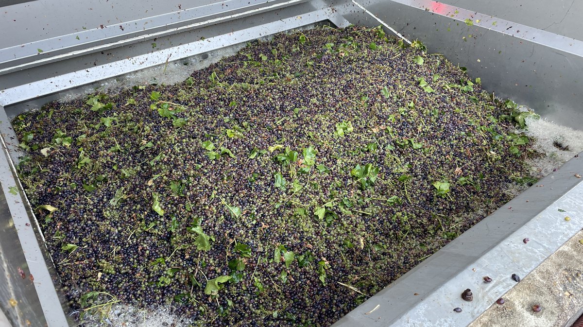 Vendanges 2026 (Photo Anthony Maurin)