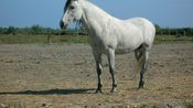 cheval chevaux