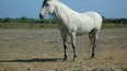 cheval chevaux