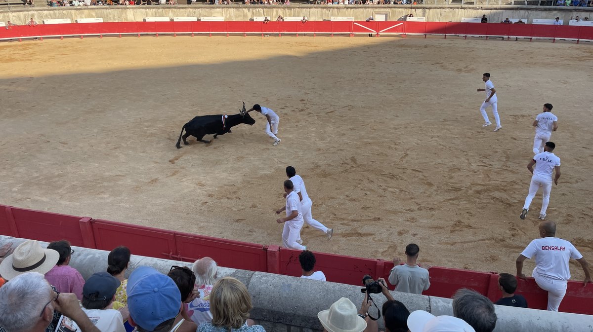 Course camarguaise arènes de Nîmes 2026 (Photo Anthony Maurin)