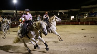 manade Milla, Mas de la Comtesse aux arenes du grau chevaux taur