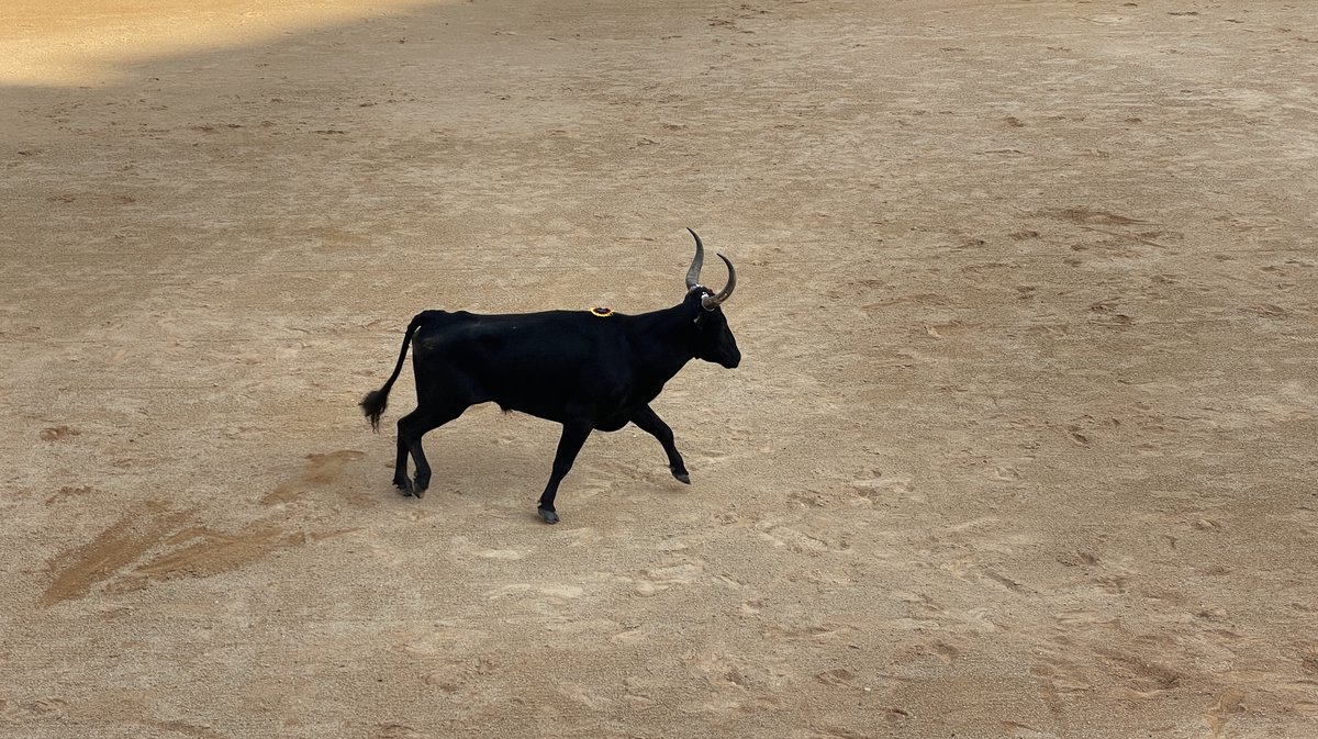 Course camarguaise Grand Prix de la Ville de Nîmes 2026 (Photo Anthony Maurin)