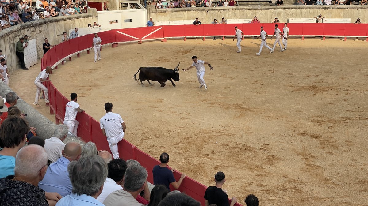 Course camarguaise Grand Prix de la Ville de Nîmes 2026 (Photo Anthony Maurin)