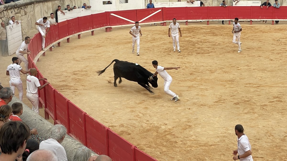 Course camarguaise Grand Prix de la Ville de Nîmes 2026 (Photo Anthony Maurin)