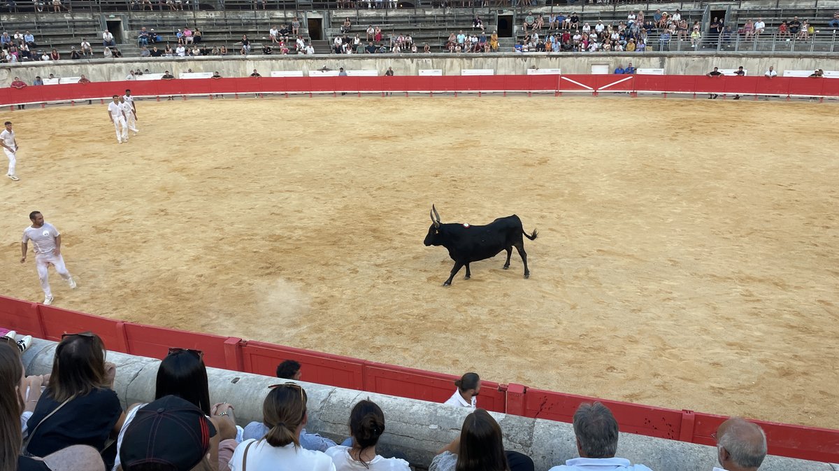 Course camarguaise Grand Prix de la Ville de Nîmes 2026 (Photo Anthony Maurin)