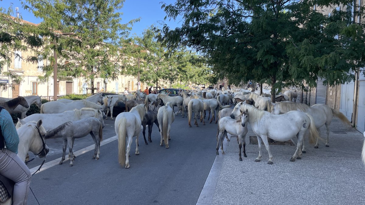 Romeria et roussataiö à Saint-Gilles 2026 (Photo Anthony Maurin)