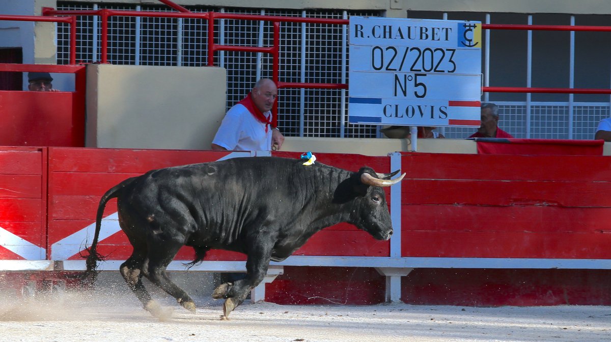 Novillada de la Chaquetilla d'Or de Barcelo et Raphaël Chaubet pour Clément Hargous, Victor et Clovis (Photo Anthony Maurin)