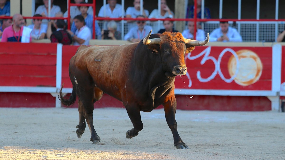 Mano a mano de Fernay y sus hijas, Pagès-Mailhan, Gallon, Malaga Margé et Tardieu frères pour Jimenez Fortes et Clemente (Photo Anthony Maurin)
