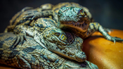 la Ferme aux Crocodiles