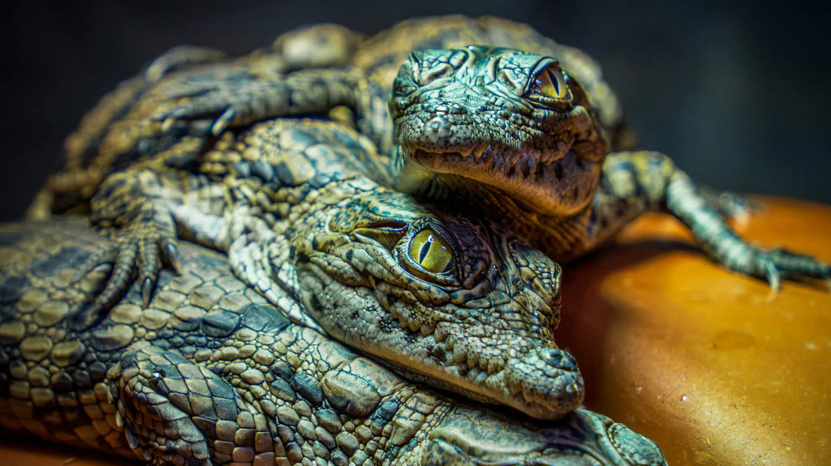 la Ferme aux Crocodiles