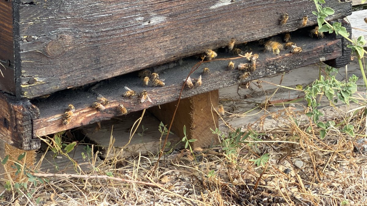 Abeille Alès
