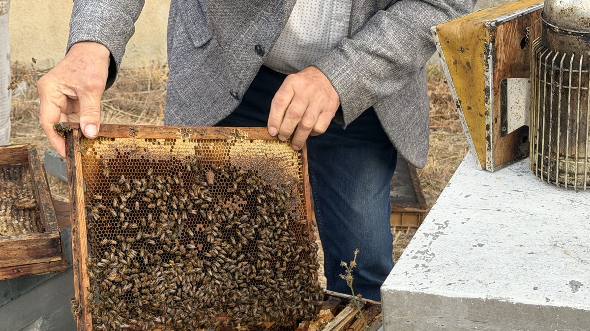 Abeille Alès
